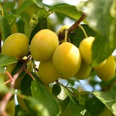 Слива ОЧАКОВСКАЯ ЖЕЛТАЯ в Тюмени