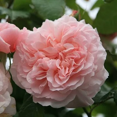 Саженцы роз РОЗ ДЕ ТОЛБИАК плетистая  Саженцы роз РОЗ ДЕ ТОЛБИАК плетистая в Тюмени