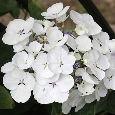 Гортензия ЛИБЕЛЛЕ крупнолистная  Гортензия ЛИБЕЛЛЕ крупнолистная в Тюмени