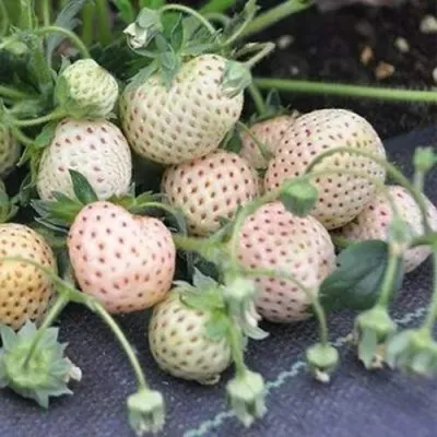 Клубника АНАНАСА ремонтантная в Тюмени