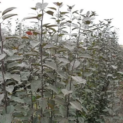 Подвой яблони 54-118 в Тюмени