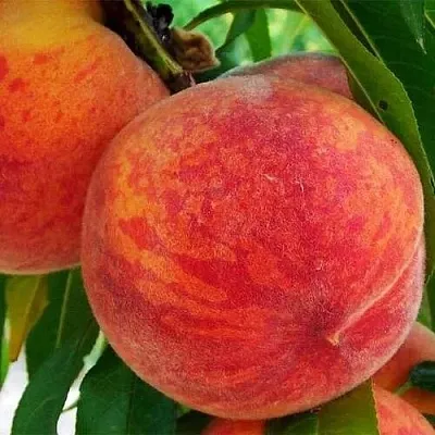 Персик ЗОЛОТОЙ ЮБИЛЕЙ  Персик ЗОЛОТОЙ ЮБИЛЕЙ в Тюмени