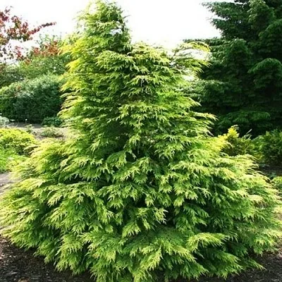 Кипарисовик САНКИСТ лавсона  Кипарисовик САНКИСТ лавсона в Тюмени