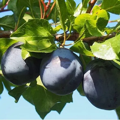 Слива ВОЛАТ в Тюмени