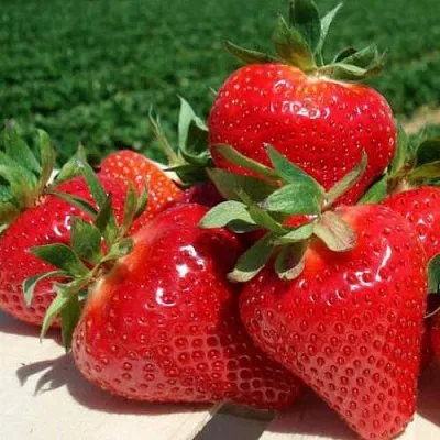 Клубника ДЖОЛИ  Клубника ДЖОЛИ в Тюмени