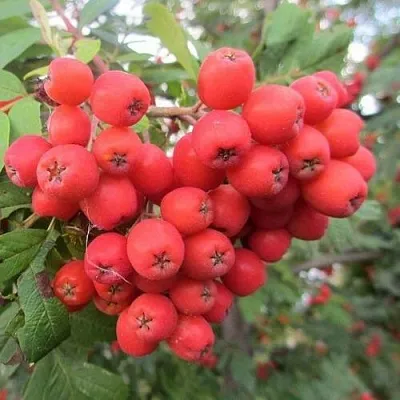 Рябина НЕВЕЖИНСКАЯ сладкоплодная  Рябина НЕВЕЖИНСКАЯ сладкоплодная в Тюмени