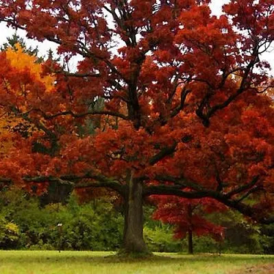 Дуб Дуб в Тюмени