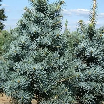 Пихта КОНКОЛОР в Тюмени