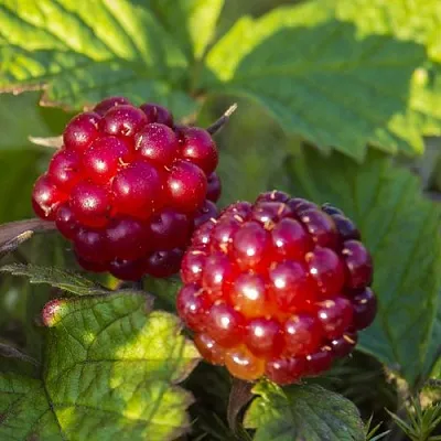 Княженика ЛИНДА  Княженика ЛИНДА в Тюмени