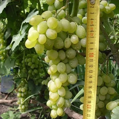 Виноград АНАНАСНЫЙ РАННИЙ в Тюмени