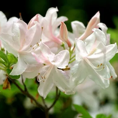 Азалия УАЙТ ЛАЙТС листопадная в Тюмени