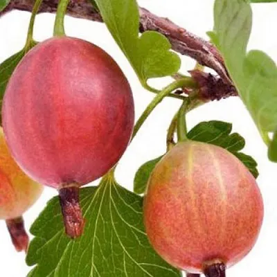 Крыжовник ЯРКИЙ в Тюмени