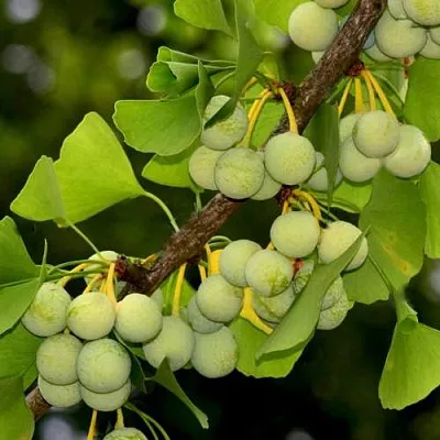 Гинкго билоба Гинкго билоба в Тюмени