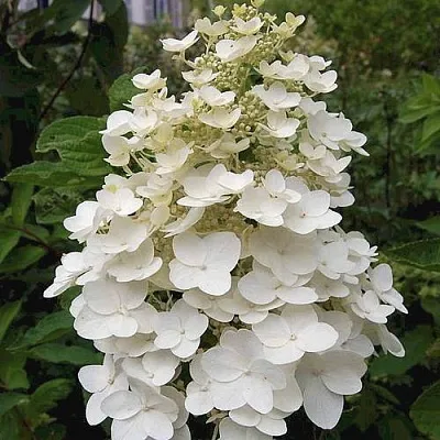 Гортензия КИУШУ метельчатая в Тюмени