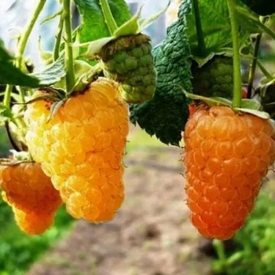 Малина ОРАНЖЕВОЕ ЧУДО  Малина ОРАНЖЕВОЕ ЧУДО в Тюмени