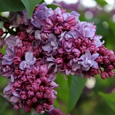 Сирень П.П.КОНЧАЛОВСКИЙ в Тюмени