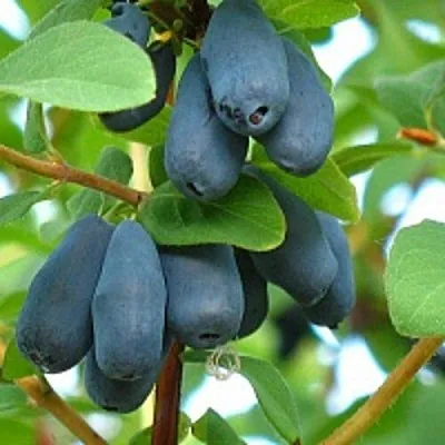 Жимолость съедобная ЮГАНА  Жимолость съедобная ЮГАНА в Тюмени