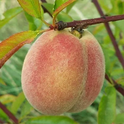 Персик ЕЛГАВСКИЙ  Персик ЕЛГАВСКИЙ в Тюмени