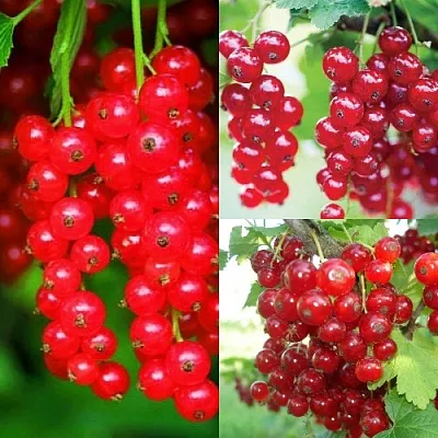 Комплект КРАСНЫЙ УРОЖАЙ в Тюмени