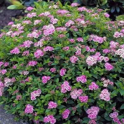 Спирея ЛИТЛ ПРИНЦЕСС японская  Спирея ЛИТЛ ПРИНЦЕСС японская в Тюмени