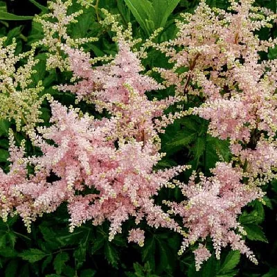 Астильба СЕСТРА ТЕРЕЗА Арендса  Астильба СЕСТРА ТЕРЕЗА Арендса в Тюмени