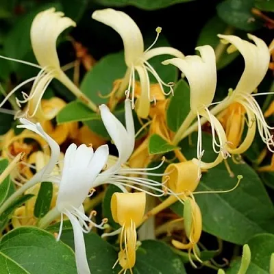 Жимолость ХАЛЛИАНА японская (Хелиана)  Жимолость ХАЛЛИАНА японская (Хелиана) в Тюмени