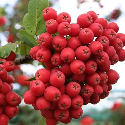 Рябина АЛАЯ КРУПНАЯ сладкоплодная  Рябина АЛАЯ КРУПНАЯ сладкоплодная в Тюмени