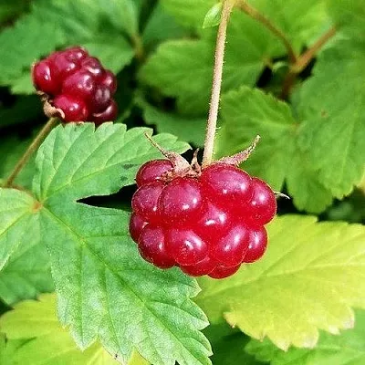 Княженика АННА  Княженика АННА в Тюмени