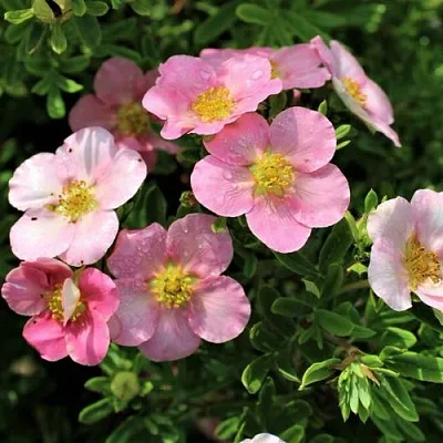 Лапчатка ЛАВЛИ ПИНК кустарниковая  Лапчатка ЛАВЛИ ПИНК кустарниковая в Тюмени