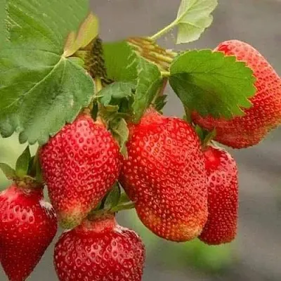 Клубника АЗИЯ  Клубника АЗИЯ в Тюмени