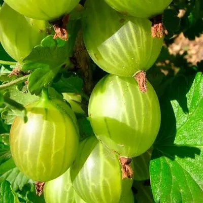 Крыжовник МАЛАХИТ в Тюмени