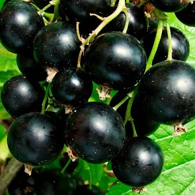 Чёрная  Чёрная в Тюмени