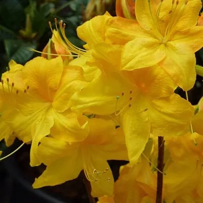 Азалия ЛИМЕТТА листопадная  в Тюмени