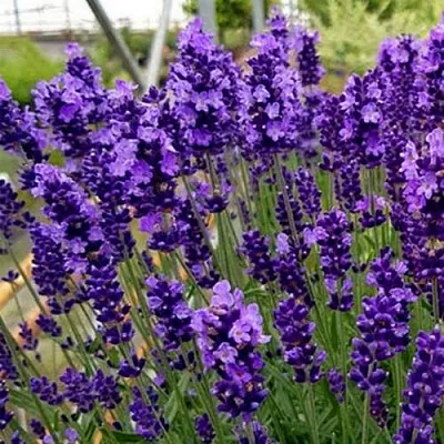 Лаванда ХИДКОТ БЛЮ узколистная в Тюмени