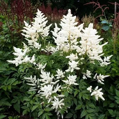 Астильба ДОЙЧЛАНД японская  Астильба ДОЙЧЛАНД японская в Тюмени