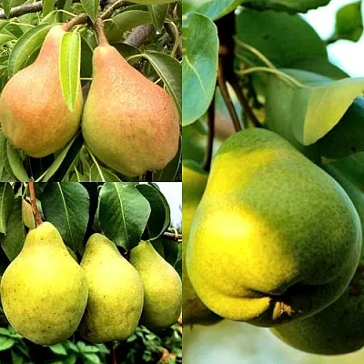 Комплект НАСТОЯЩИЙ ВОСТОРГ в Тюмени