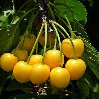 Черешня ЧЕРМАШНАЯ в Тюмени