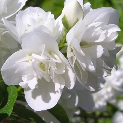 Жасмин ЖИРАНДОЛЬ  Жасмин ЖИРАНДОЛЬ в Тюмени