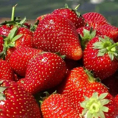 Клубника ПИРЧИНКЬЮ  Клубника ПИРЧИНКЬЮ в Тюмени