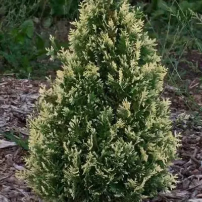 Туя БРАБАНТ ВАРИЕГАТТА западная — описание сорта Туя БРАБАНТ ВАРИЕГАТТА западная в Тюмени