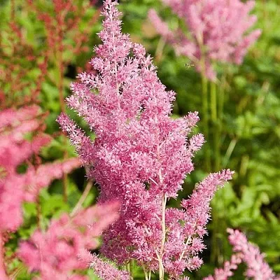 Астильба РЕЙНЛЕНД японская  Астильба РЕЙНЛЕНД японская в Тюмени