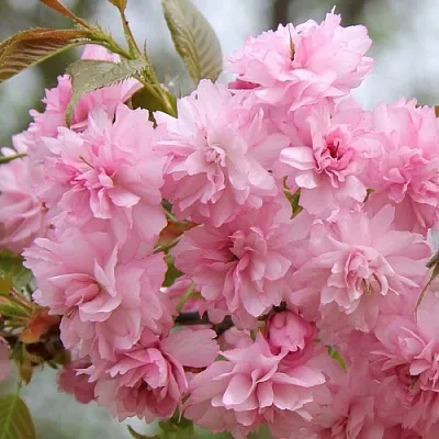 Сакура РОЗЕА ПЛЕНА  Сакура РОЗЕА ПЛЕНА в Тюмени