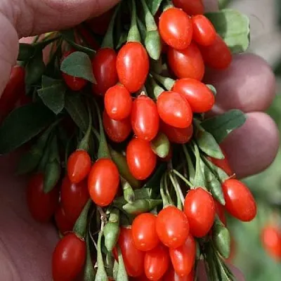 Годжи КОРЕАН БИГ  Годжи КОРЕАН БИГ в Тюмени