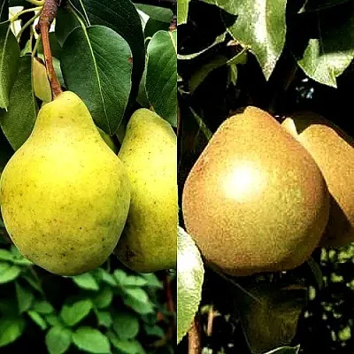 Комплект ДУЭТ в Тюмени