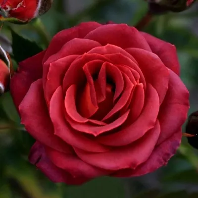 Саженцы роз ЧОКОЧИНО спрей  Саженцы роз ЧОКОЧИНО спрей в Тюмени