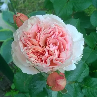 Саженцы роз ФИЛИНГ чайно-гибридная  Саженцы роз ФИЛИНГ чайно-гибридная в Тюмени