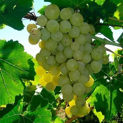 Виноград КИШМИШ МУСКАТНЫЙ  Виноград КИШМИШ МУСКАТНЫЙ в Тюмени