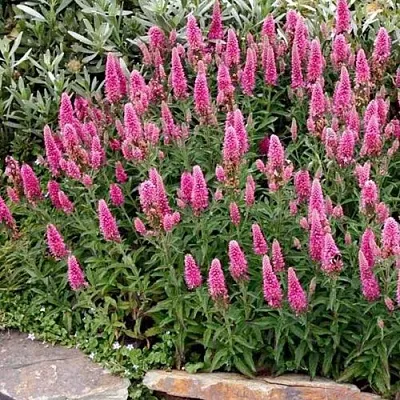 Вероника РОЗЕА колосковая  Вероника РОЗЕА колосковая в Тюмени