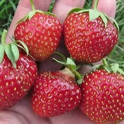 Клубника ВИМА ЗАНТА  Клубника ВИМА ЗАНТА в Тюмени