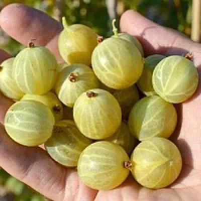 Крыжовник БЕРИЛЛ в Тюмени